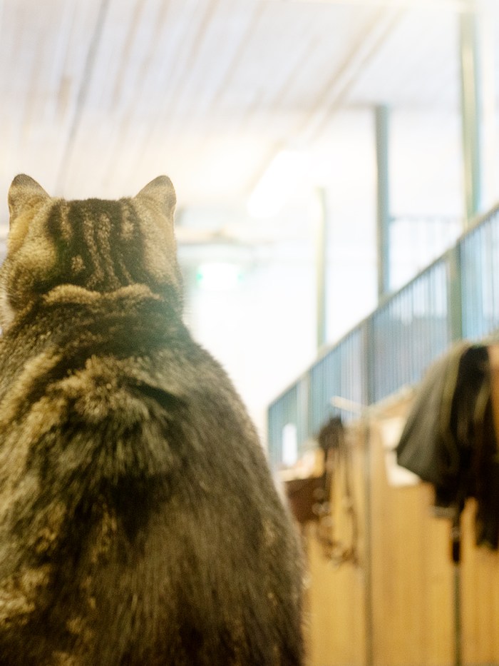 Helsingin kilpatallin tallikissa Purina.